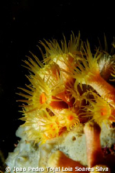 Parazoanthus axinellae coral. by Joao Pedro Tojal Loia Soares Silva 